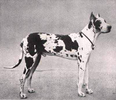 DOG GERMAN